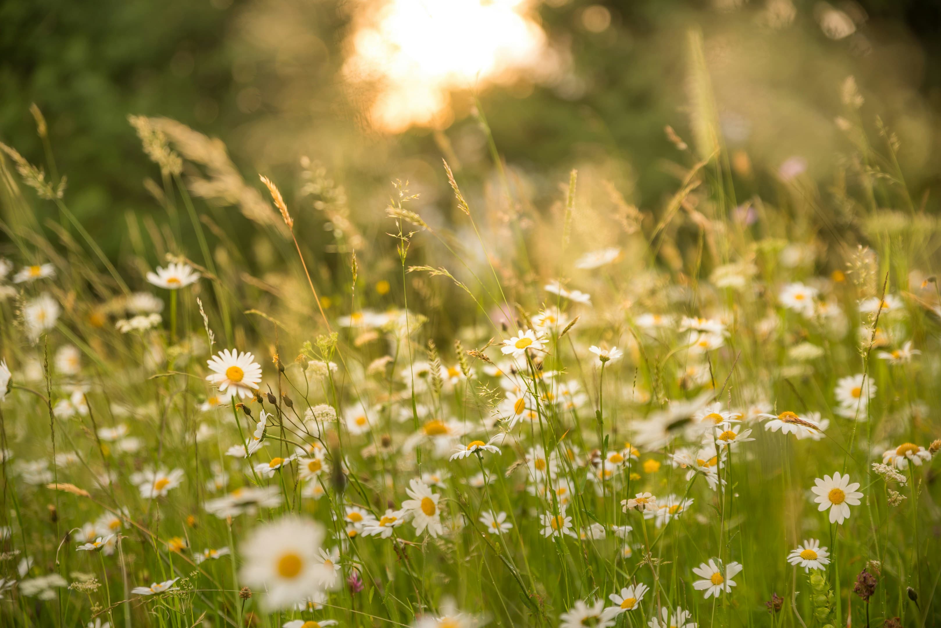 Carbon footprint comparison of fresh vs preserved flowers