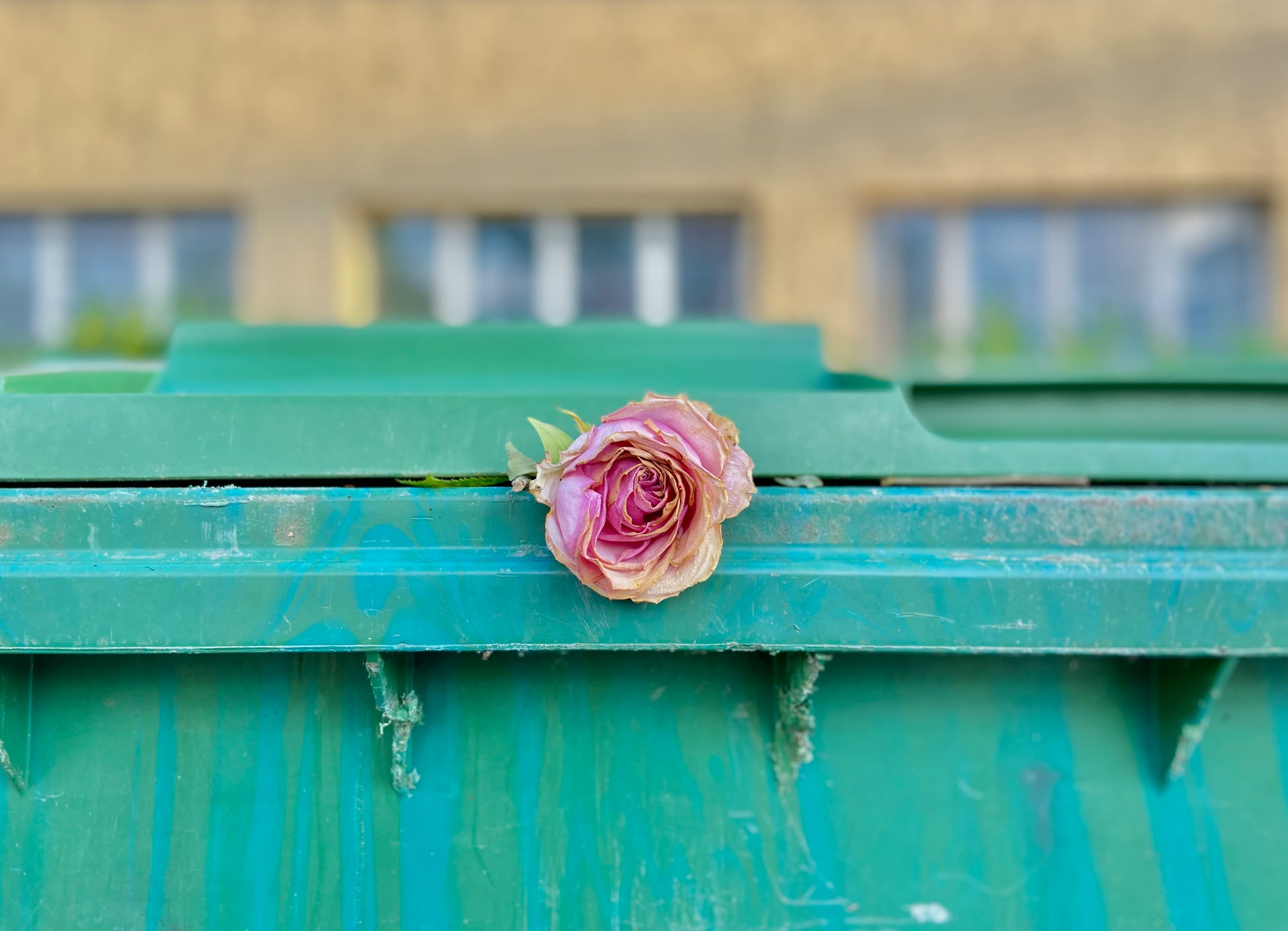 Discarded fresh flowers representing the recurring waste cycle