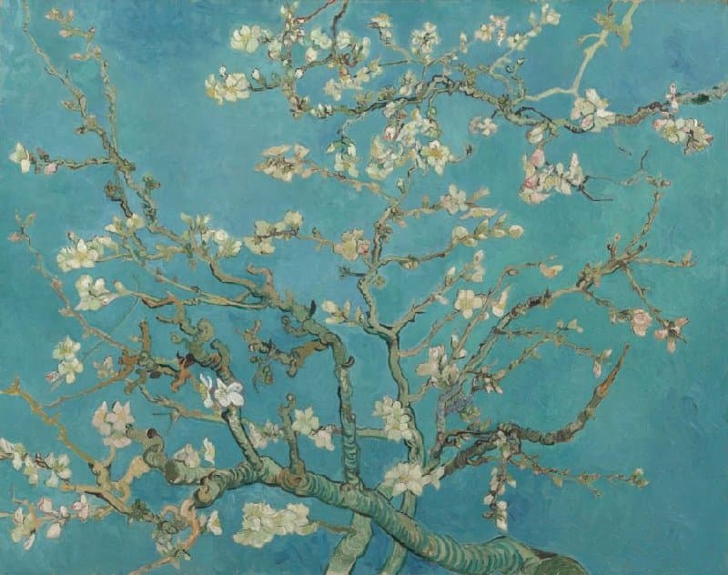Van Gogh's Almond Blossom, white blossom branches against a pale blue sky, on a dark gallery wall